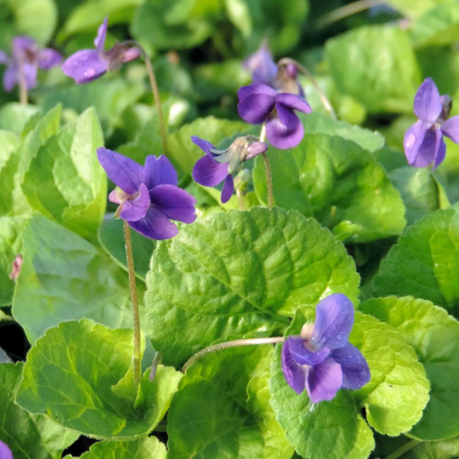 VIOLA odorata 'Königin Charlotte'