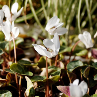 CYCLAMEN hederifolium Lify® 'White Classic Leaf'