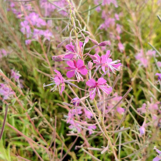 Plantes Vivaces EPILOBIUM angustifolium - Epilobe en vente - Pépinière Lepage .