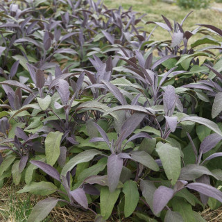 Plantes Vivaces SALVIA officinalis 'Purpurascens' - Sauge en vente - Pépinière Lepage .