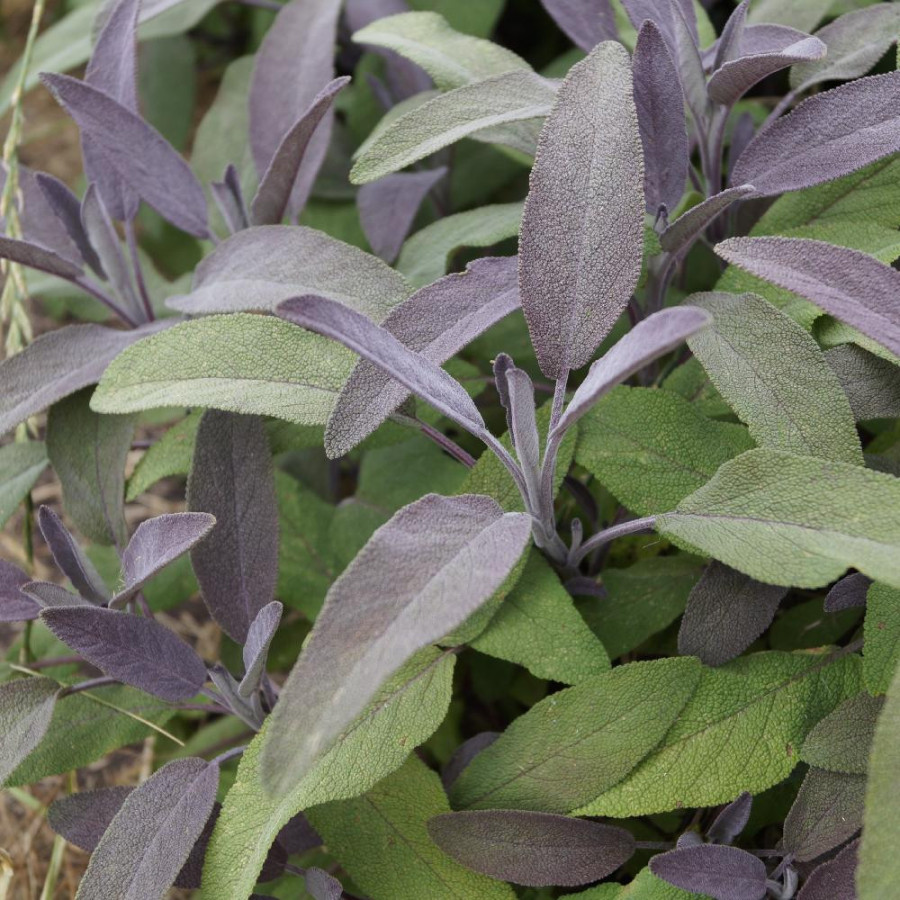 Plantes Vivaces SALVIA officinalis 'Purpurascens' - Sauge en vente - Pépinière Lepage .