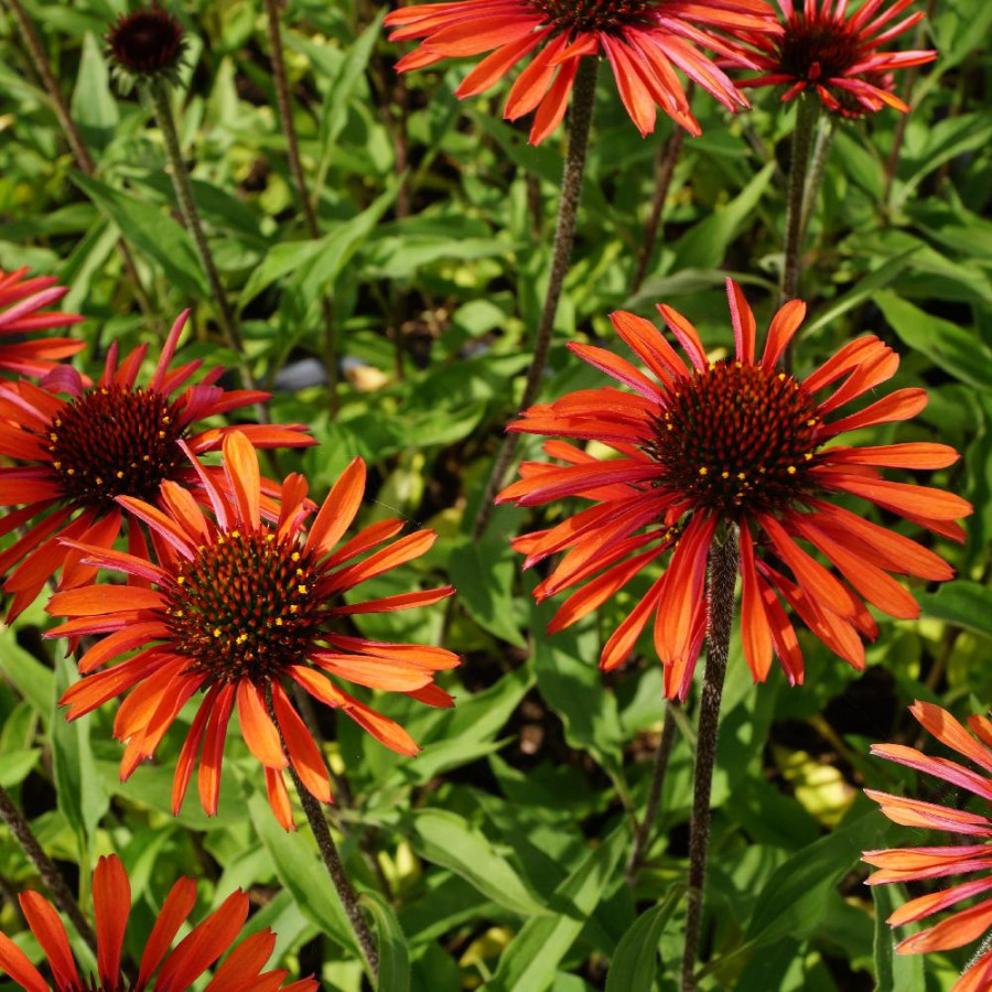 ECHINACEA 'Orange' ® (SunSeekers series)