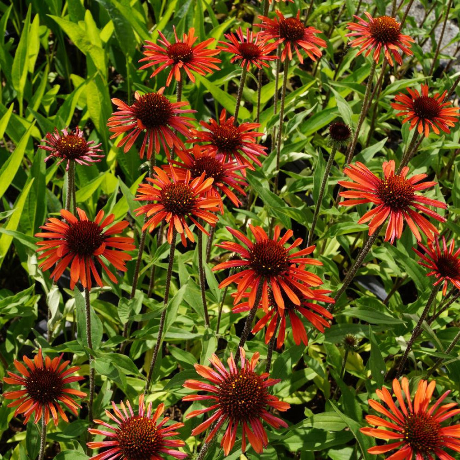 ECHINACEA 'Orange' ® (SunSeekers series)