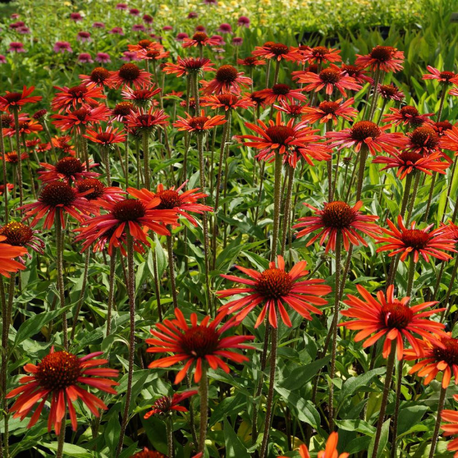 ECHINACEA 'Orange' ® (SunSeekers series)