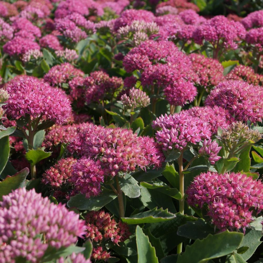 Plantes Vivaces SEDUM 'Carl' - Sédum en vente - Orpin en vente - Pépinière Lepage .