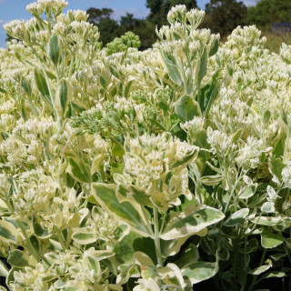 SEDUM 'Frosty Morn'