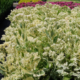 Plantes Vivaces SEDUM 'Frosty Morn' - Sédum en vente - Orpin en vente - Pépinière Lepage .