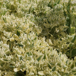 Plantes Vivaces SEDUM 'Frosty Morn' - Sédum en vente - Orpin en vente - Pépinière Lepage .
