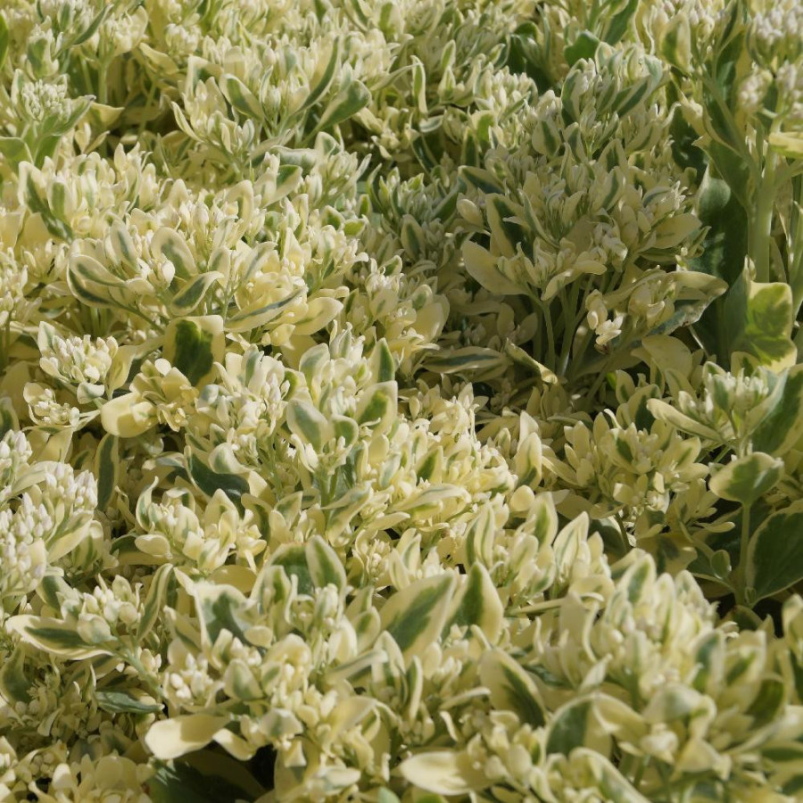 Plantes Vivaces SEDUM 'Frosty Morn' - Sédum en vente - Orpin en vente - Pépinière Lepage .