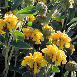 Plantes Vivaces PHLOMIS fruticosa - Sauge de Jérusalem en vente - Pépinière Lepage .