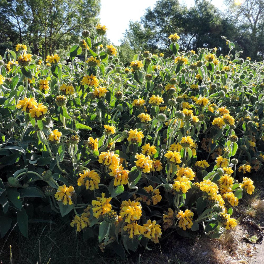 Plantes Vivaces PHLOMIS fruticosa - Sauge de Jérusalem en vente - Pépinière Lepage .