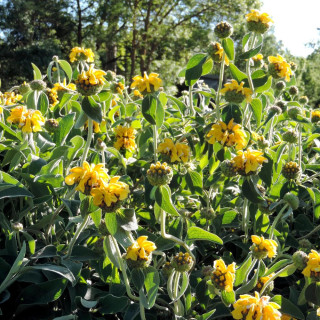 Plantes Vivaces PHLOMIS fruticosa - Sauge de Jérusalem en vente - Pépinière Lepage .