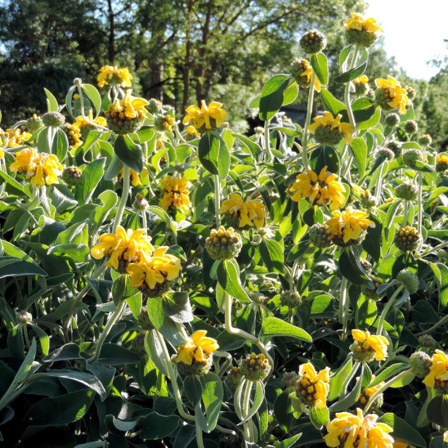 Plantes Vivaces PHLOMIS fruticosa - Sauge de Jérusalem en vente - Pépinière Lepage .