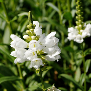 Plantes Vivaces PHYSOSTEGIA virginiana 'Alba' - Cataleptique en vente - Pépinière Lepage .