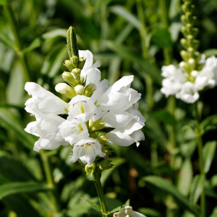 Plantes Vivaces PHYSOSTEGIA virginiana 'Alba' - Cataleptique en vente - Pépinière Lepage .