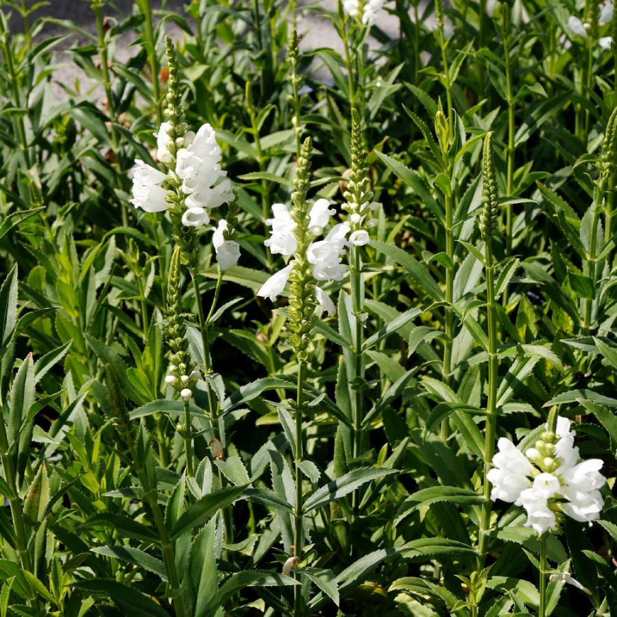 Plantes Vivaces PHYSOSTEGIA virginiana 'Alba' - Cataleptique en vente - Pépinière Lepage .