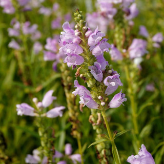 PHYSOSTEGIA virginiana 'Bouquet Rose'
