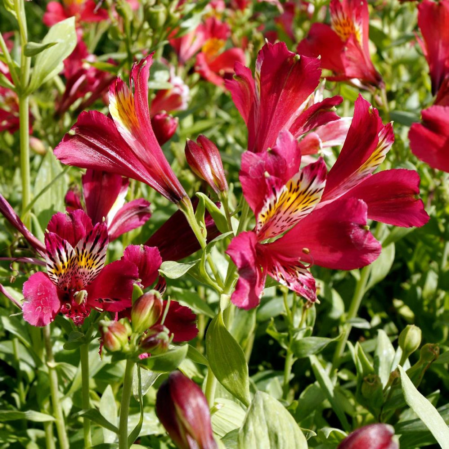 Plantes Vivaces ALSTROEMERIA 'Dandy Candy' - Alstroémère en vente - Lis des incas en vente - Pépinière Lepage .