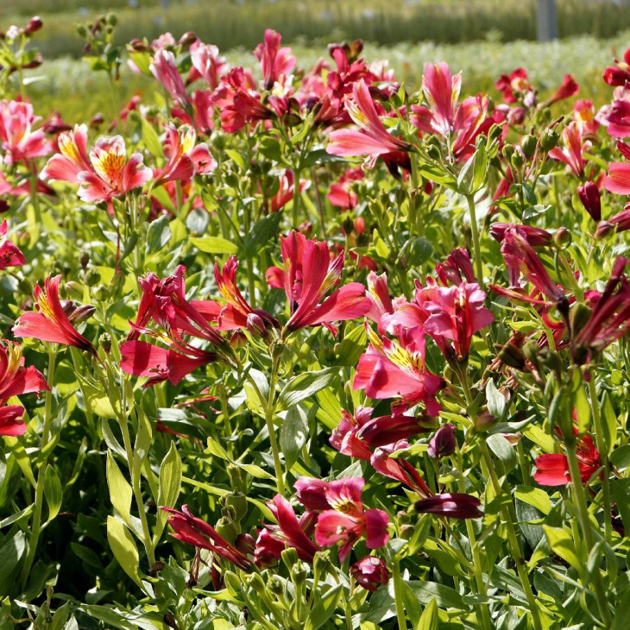 Plantes Vivaces ALSTROEMERIA 'Dandy Candy' - Alstroémère en vente - Lis des incas en vente - Pépinière Lepage .