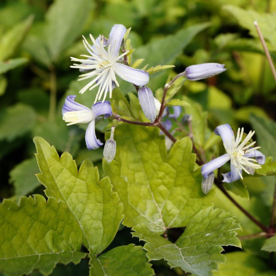 Plantes Vivaces CLEMATIS 'Praecox' - Clématite en vente - Pépinière Lepage .
