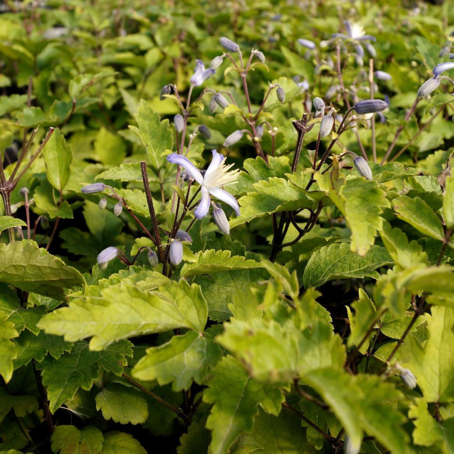 Plantes Vivaces CLEMATIS 'Praecox' - Clématite en vente - Pépinière Lepage .