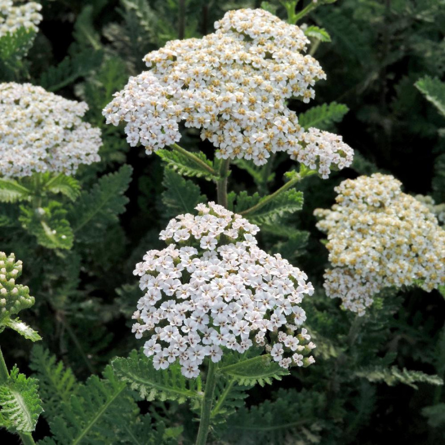 ACHILLEA filipendulina 'Heinrich Vogeler'