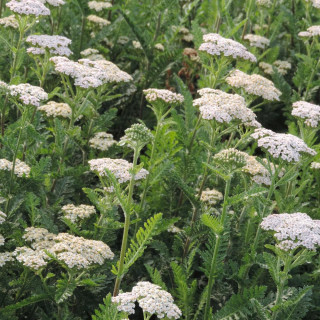 ACHILLEA filipendulina 'Heinrich Vogeler'