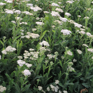 ACHILLEA filipendulina 'Heinrich Vogeler'