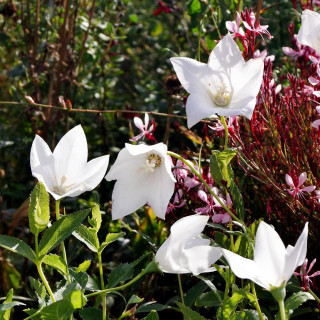 PLATYCODON grandiflorus 'Fuji White'