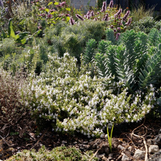 SATUREJA parnassica