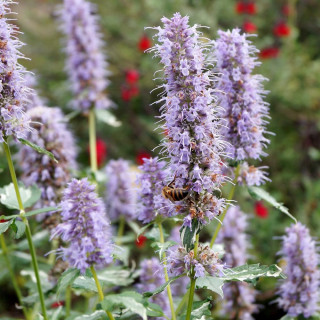 AGASTACHE 'Crazy Fortune' ®