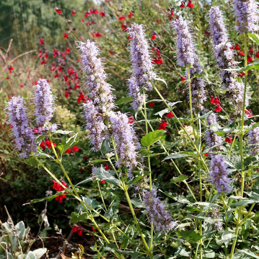 AGASTACHE 'Crazy Fortune' ®
