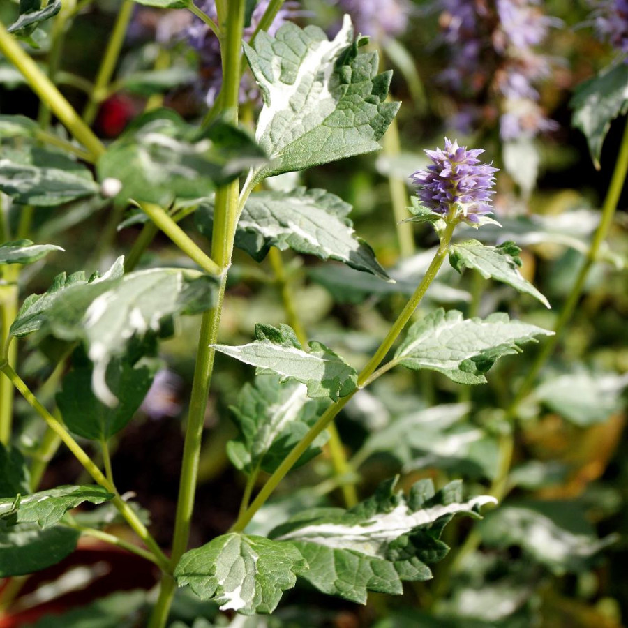 AGASTACHE 'Crazy Fortune' ®