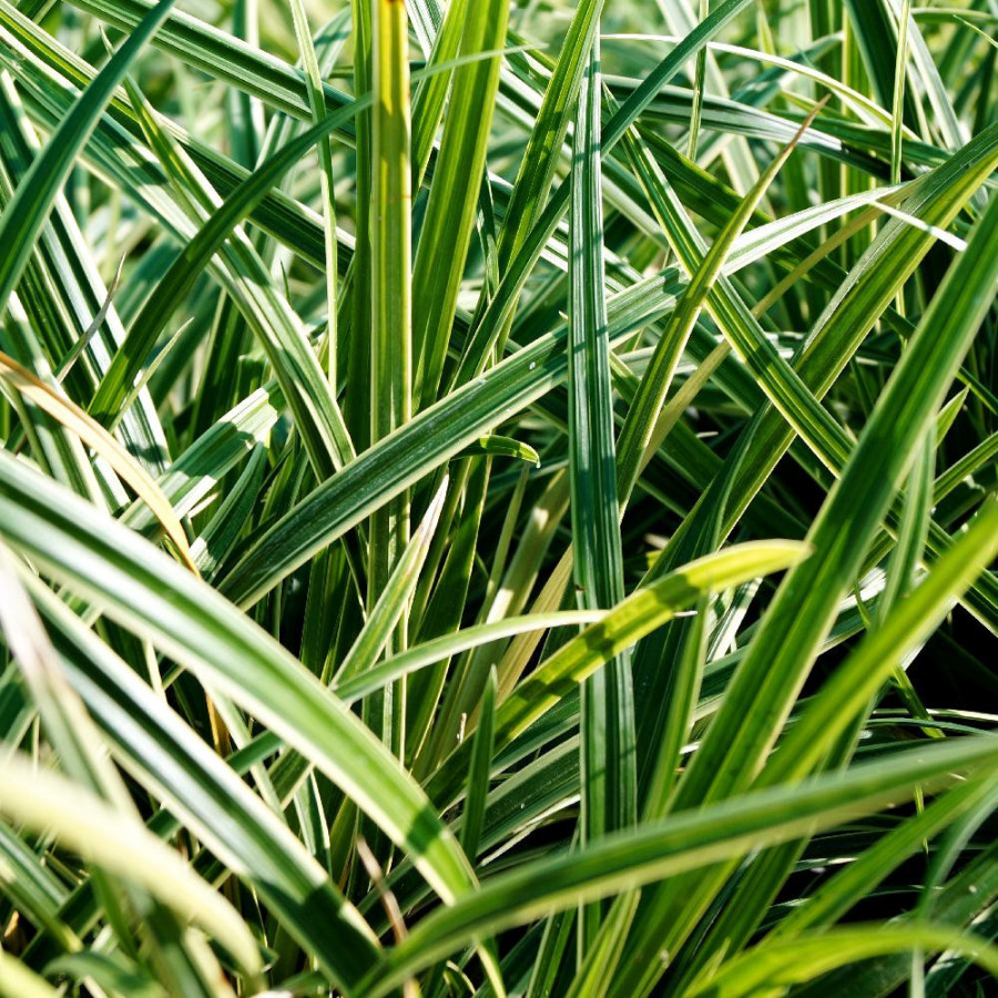 Plantes Vivaces CAREX morrowii 'Ice Dance' - Laîche en vente - Pépinière Lepage .