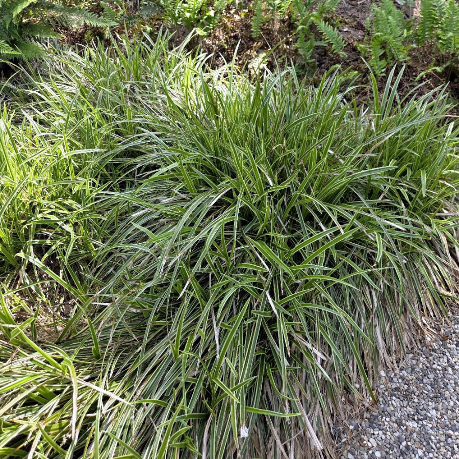 Plantes Vivaces CAREX morrowii 'Ice Dance' - Laîche en vente - Pépinière Lepage .