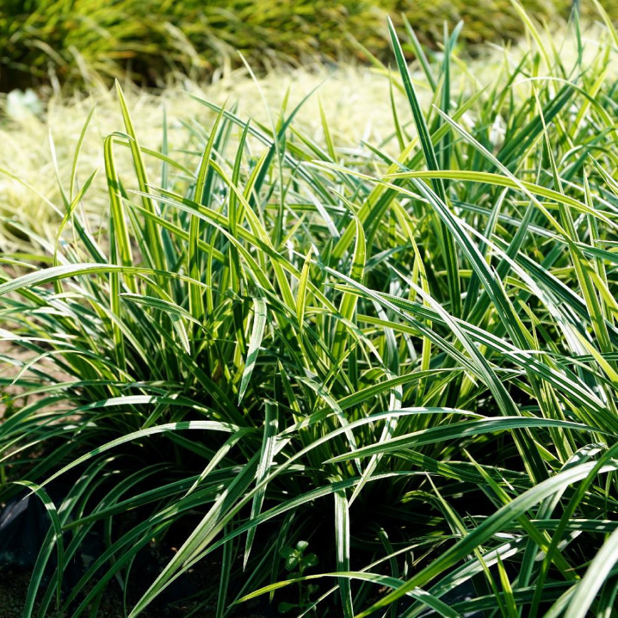 Plantes Vivaces CAREX morrowii 'Ice Dance' - Laîche en vente - Pépinière Lepage .