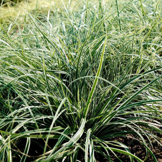 Plantes Vivaces CAREX oshimensis 'Fiwhite'® ('Everest') - Laîche en vente - Pépinière Lepage .