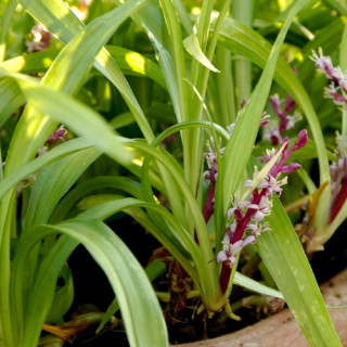 Plantes Vivaces REINECKEA carnea en vente - Pépinière Lepage .