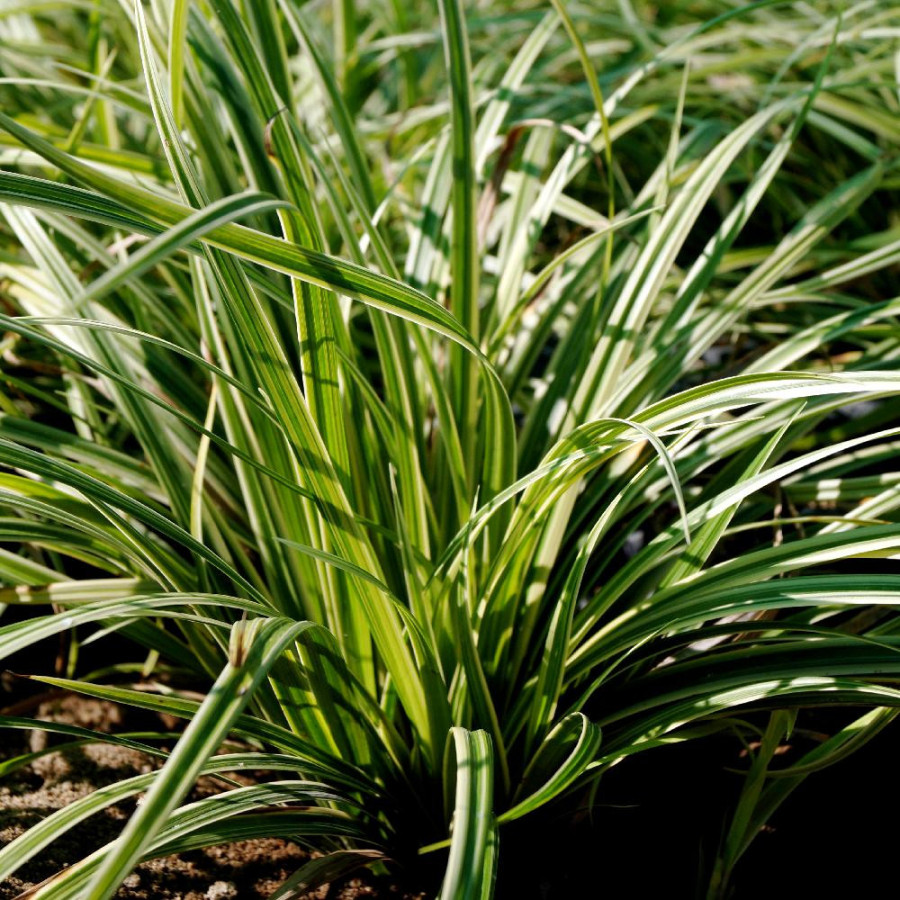 Plantes Vivaces CAREX 'Silver Sceptre' - Laîche en vente - Pépinière Lepage .