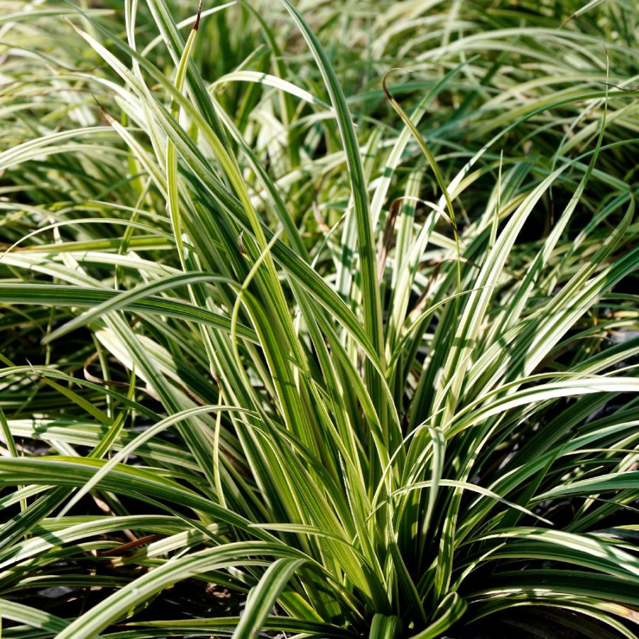 Plantes Vivaces CAREX 'Silver Sceptre' - Laîche en vente - Pépinière Lepage .