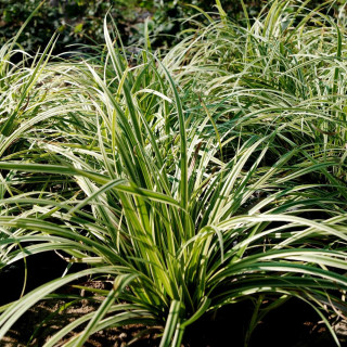 Plantes Vivaces CAREX 'Silver Sceptre' - Laîche en vente - Pépinière Lepage .