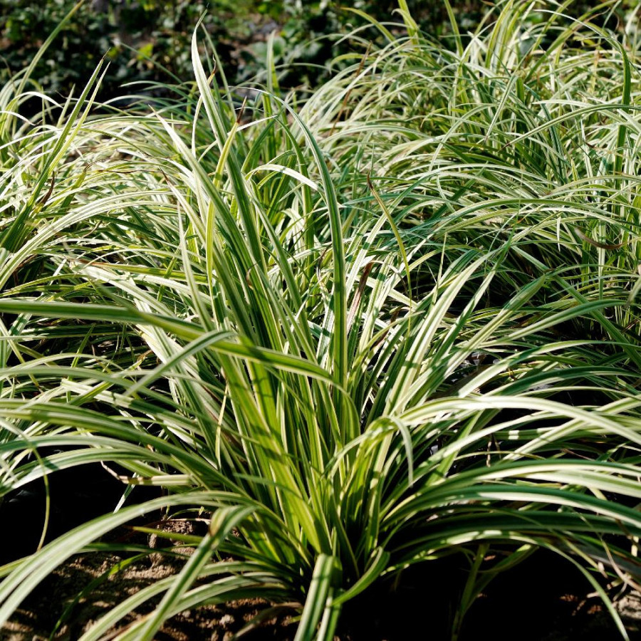 Plantes Vivaces CAREX 'Silver Sceptre' - Laîche en vente - Pépinière Lepage .