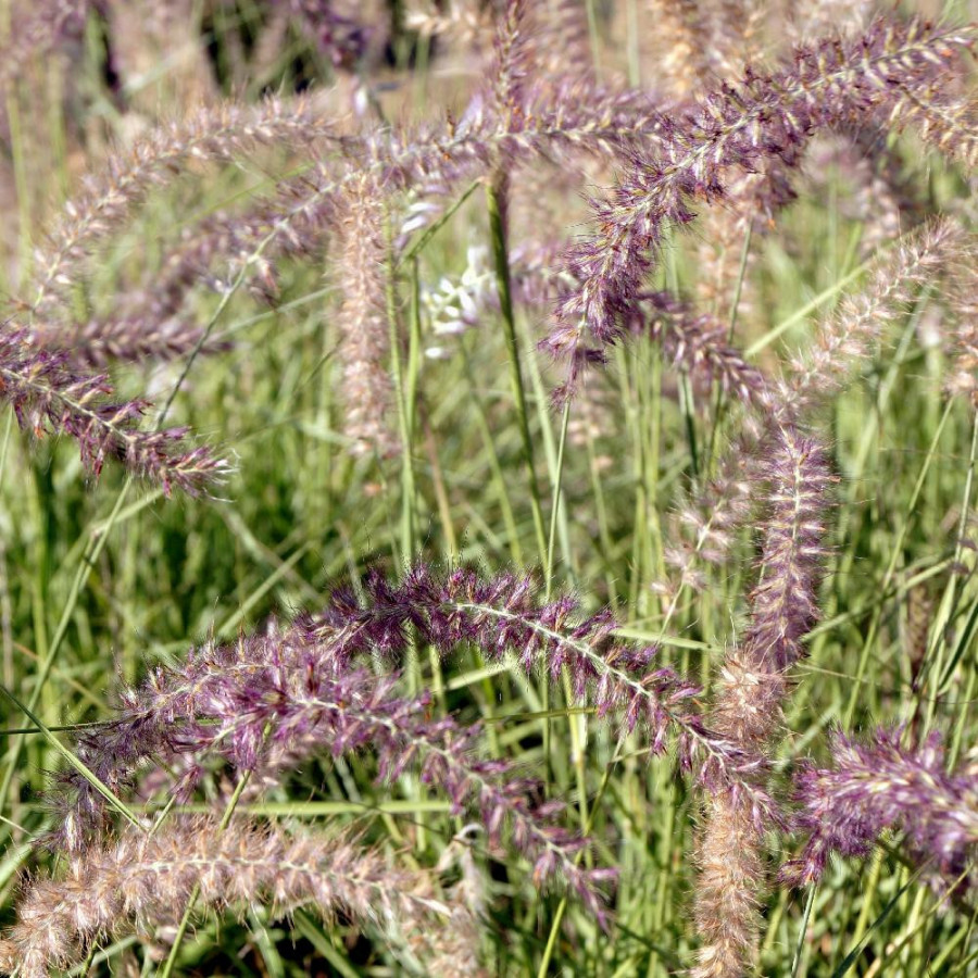Plantes Vivaces PENNISETUM 'Karley Rose' ® - Herbe aux écouvillons en vente - Pépinière Lepage .