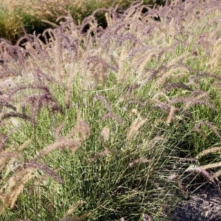 Plantes Vivaces PENNISETUM 'Karley Rose' ® - Herbe aux écouvillons en vente - Pépinière Lepage .