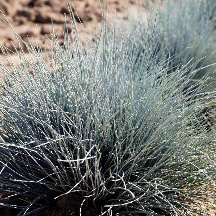 Plantes Vivaces FESTUCA valesiaca 'Glaucantha' - Fétuque du valais en vente - Fétuque en vente - Pépinière Lepage .