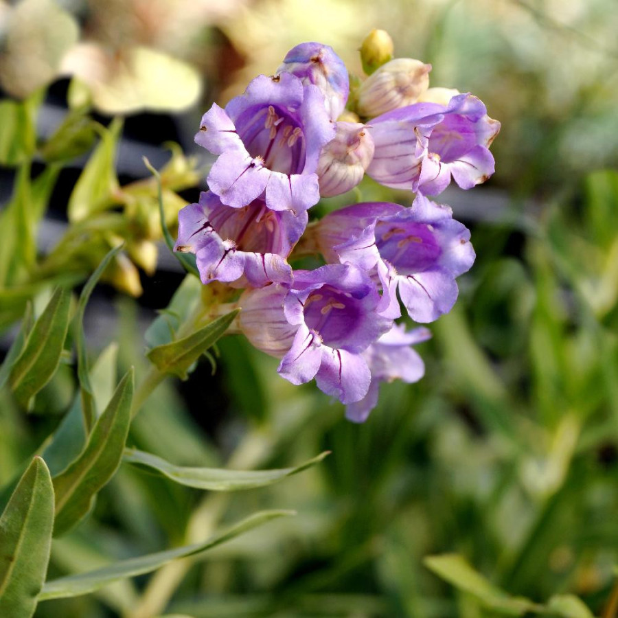 PENSTEMON alpinus