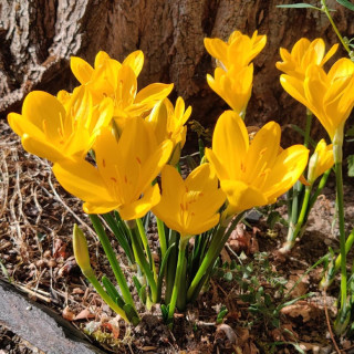 Plantes Vivaces STERNBERGIA lutea - Amaryllis doré en vente - Pépinière Lepage .
