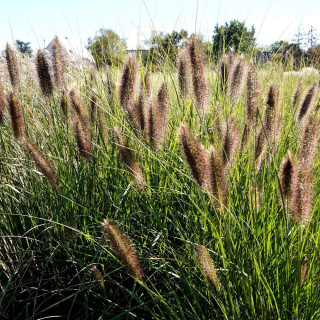 Plantes Vivaces PENNISETUM alopecuroides 'Japonicum' - Herbe aux écouvillons en vente - Pépinière Lepage .