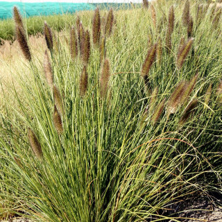 Plantes Vivaces PENNISETUM alopecuroides 'Japonicum' - Herbe aux écouvillons en vente - Pépinière Lepage .