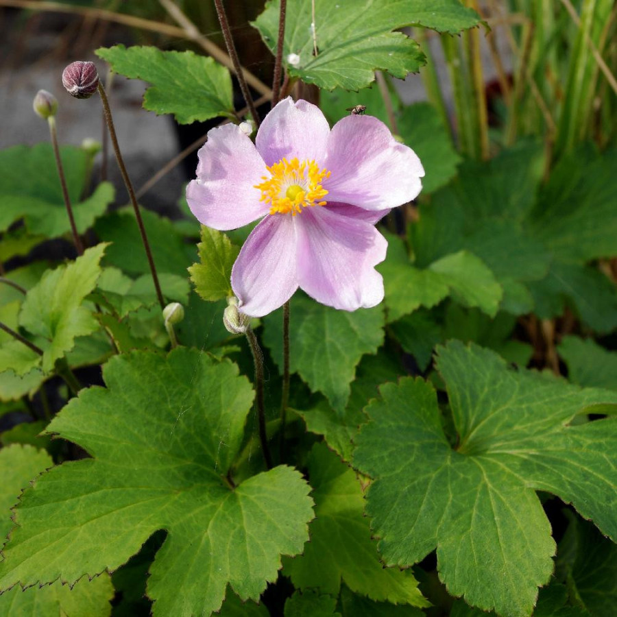 ANEMONE hupehensis 'Little Princess' ®